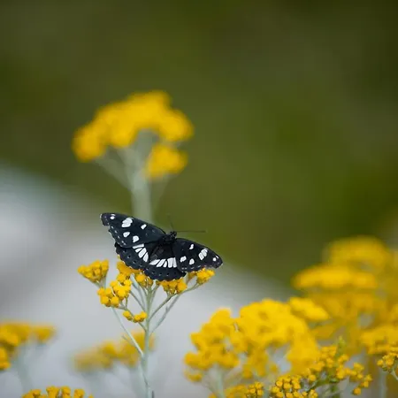 Kuca Za Odmor Nika 别墅